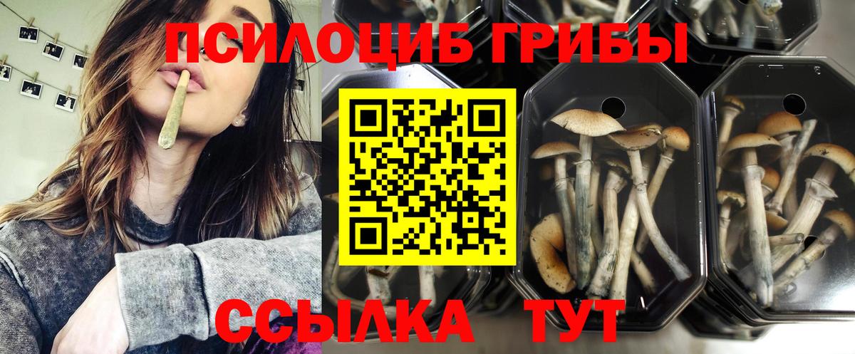 Псилоцибиновые грибы Cubensis  закладка  Пушкино  Вход с VPN  Псилоцибиновые грибы MAGIC MUSHROOMS 
